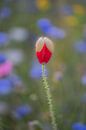 Poppy by Moetwil en van Dijk - Fotografie thumbnail