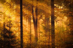 Drenthe im Herbst - Herbstfoto der Wälder bei Gasteren in Drenthe mit schönem Licht