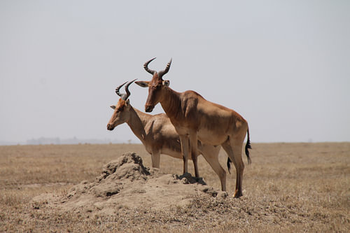 Gnu
