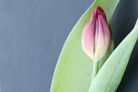 Tulip and leaf by marleen brauers