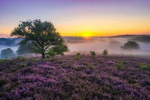 Posbank zonsopkomst met mist van Albert Dros