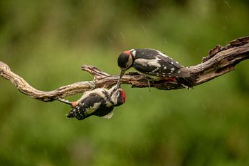 Grote bonte specht wordt gevoerd van Tanja van Beuningen