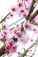 Peach blossom in bloom