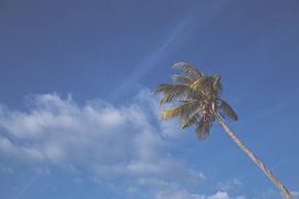 Palms by Niels Boere