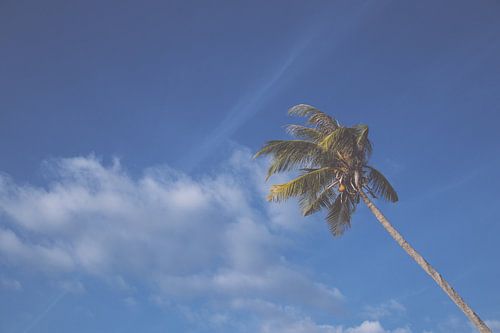 Palms sur Niels Boere