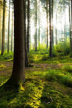 Zonsopgang in het bos van Günter Albers