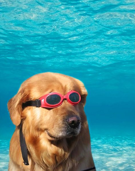 Lunettes de natation pour chiens par Maria Blair