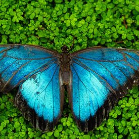 Butterfly on flower bed by Randy Riepe