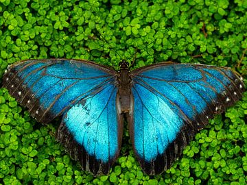 Vlinder op bloemenbed van Randy Riepe