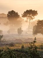 Mistige zonsopkomst