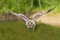 Oeraluil vliegend boven water