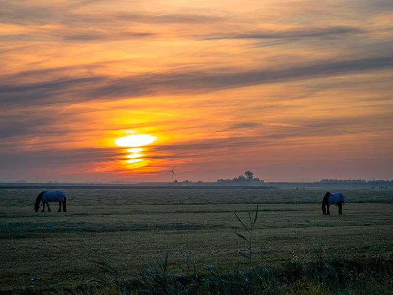 Twee Paarden Grazen van Martijn Tilroe