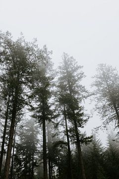 Baumkronen im Nebel | Belgien| Ardennen | Fernweh von Alblasfotografie