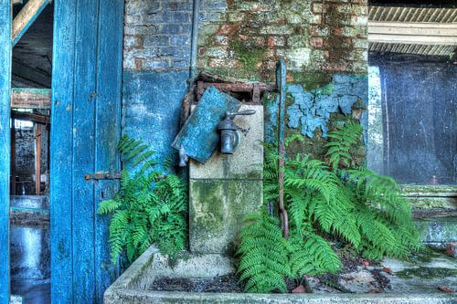 Blauer Kranich mit Farnen 