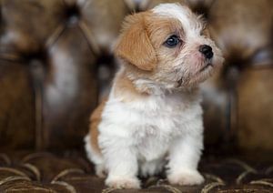 Chiot Boomer