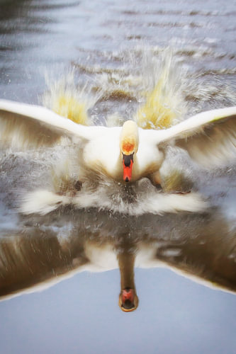 Fast Swan