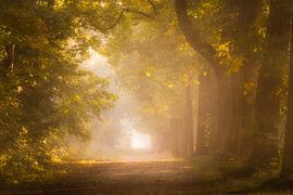 Waldfotografie "Erstes Morgengrauen" von Björn van den Berg