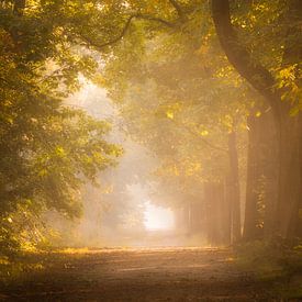 Forest photography "first morning glow" by Björn van den Berg