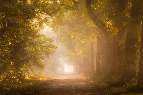 Bos fotografie "first morning glow"