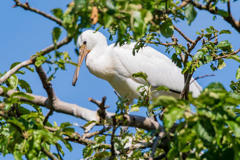 Young Spooner by Merijn Loch