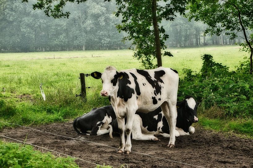cows by Heidi de Vries