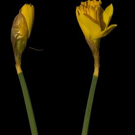 Daffodils by Stephan Van Reisen