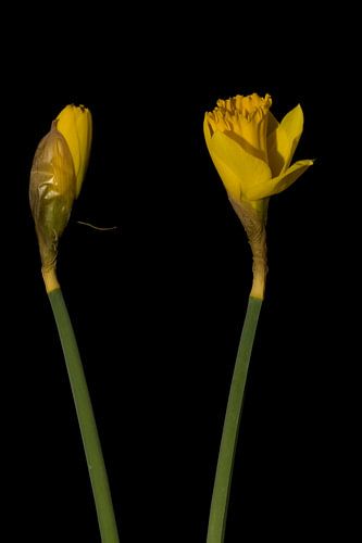 Daffodils by Stephan Van Reisen