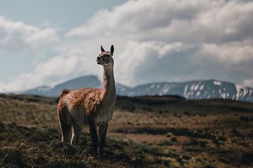 Guanako Porträt - Torres del Paine National Park Chile | Fotodruck von Elise van Gils