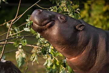 Close-up snuit van een dwerg Liberiaans nijlpaard, portret. een schattig klein vet nijlpaard dat gro van Michael Semenov