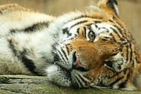 Tijger