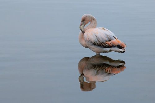 Flamingo in het water met spiegelbeeld
