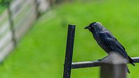 Jackdaw sits resting on a fence by Eagle Wings Fotografie thumbnail