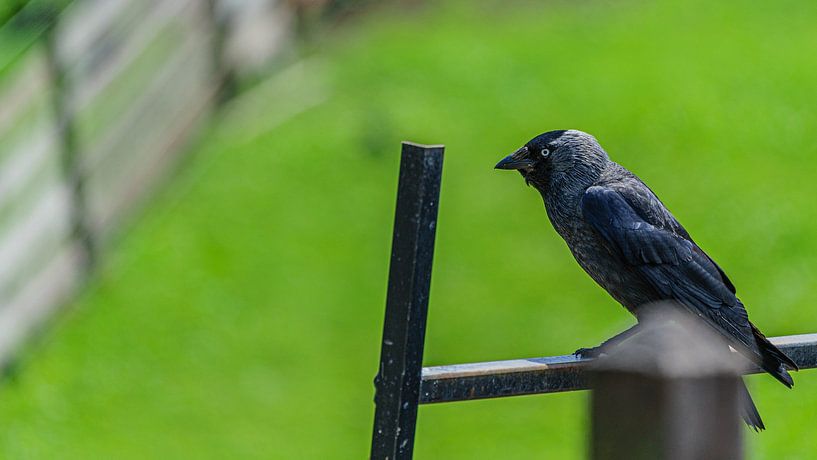 Jackdaw sits resting on a fence by Eagle Wings Fotografie