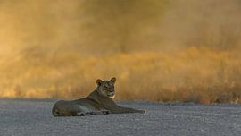Lioness with Sunset by Francois du Plessis