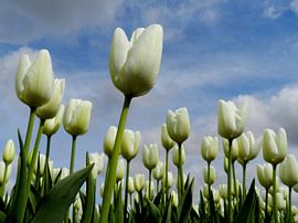 Witte tulpen by Sasja Giezenberg