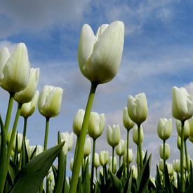 Witte tulpen von Sasja Giezenberg