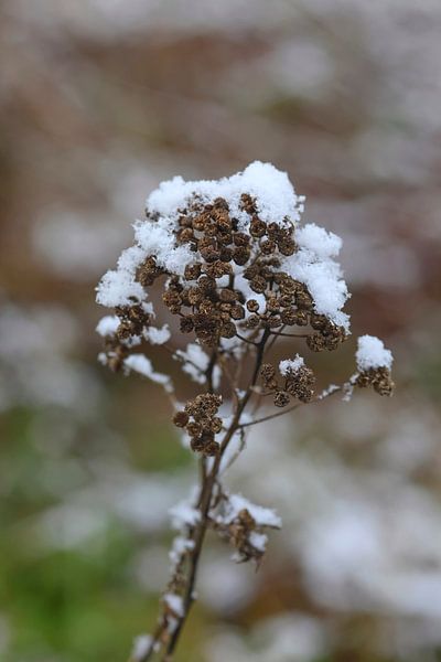Wintertime by Thomas Jäger