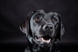 Schwarzer Hund, Labrador Retriever von Hennnie Keeris