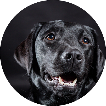 Zwarte hond, Labrador Retriever van Hennnie Keeris