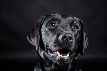 Zwarte hond, Labrador Retriever