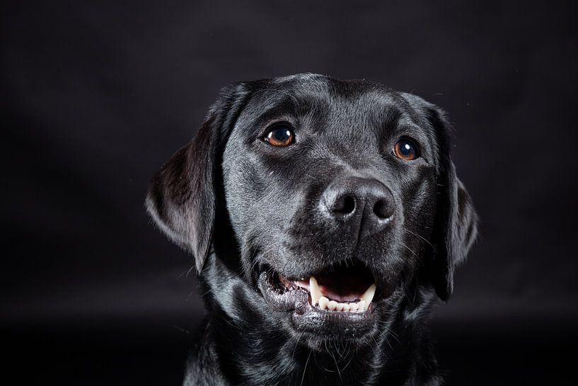 Zwarte hond, Labrador Retriever van Hennnie Keeris