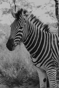 Zebra, Zuid-Afrika van Cassey Lauvenberg