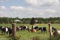 Lakenvelders bij Kasteel de Vanenburg Putten