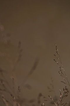 Verträumte Gräser in sanften Erdtönen. von Yvette Moeskops