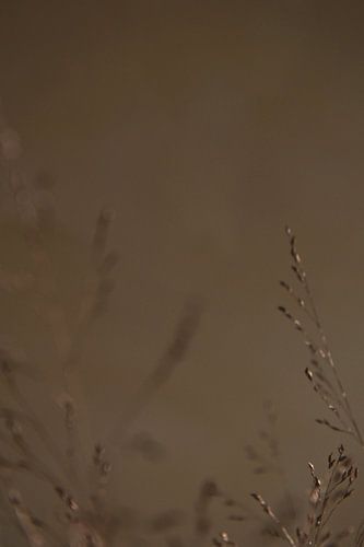 Dreamy grasses in soft earth tones ||.