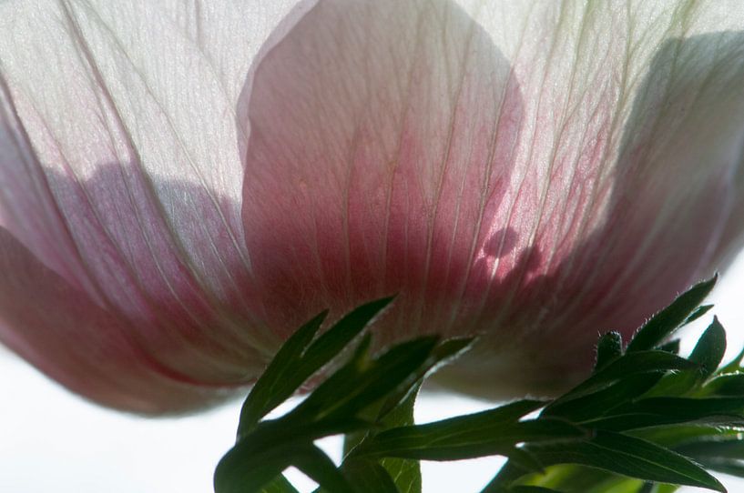 Anemone im Licht von Margot van den Berg