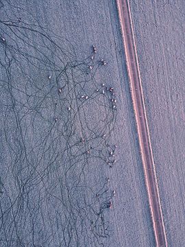 Frost on the legs by Nico van Maaswaal