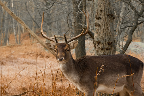 Hert in het bos