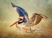 Vliegende Pelikaan - Vogels Muurdecoratie van Diana van Tankeren thumbnail
