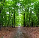 Forest by Ostsee Bilder thumbnail